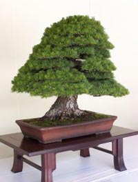 bonsai nawozy